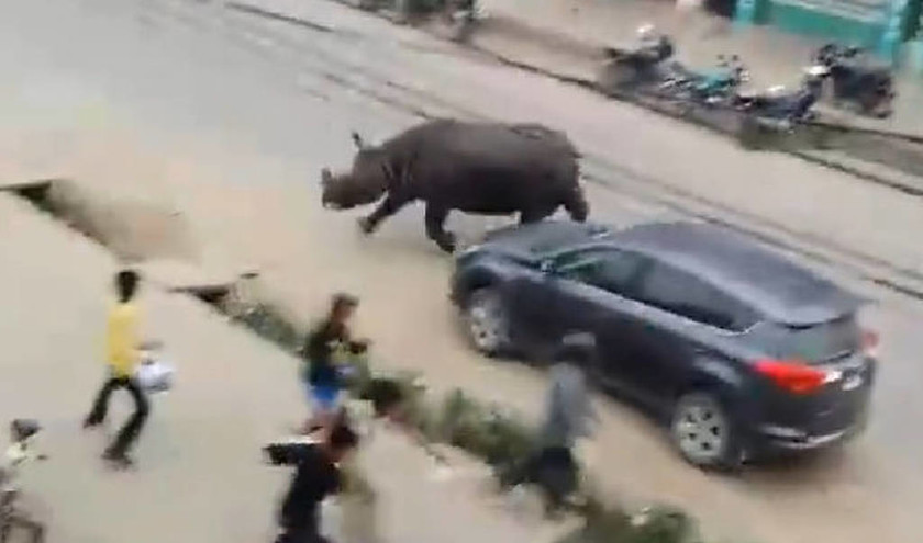 Νεπάλ: Αφηνιασμένος ρινόκερος σκοτώνει γυναίκα (video)