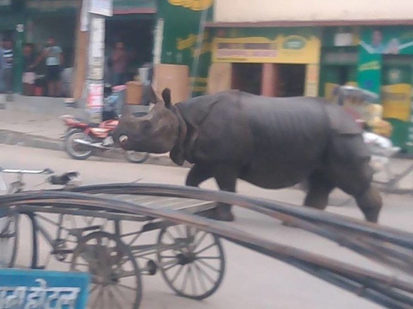 Νεπάλ: Αφηνιασμένος ρινόκερος σκοτώνει γυναίκα (video)