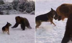 Αρκούδα παίζει στο χιόνι με ένα… σκύλο! (video)