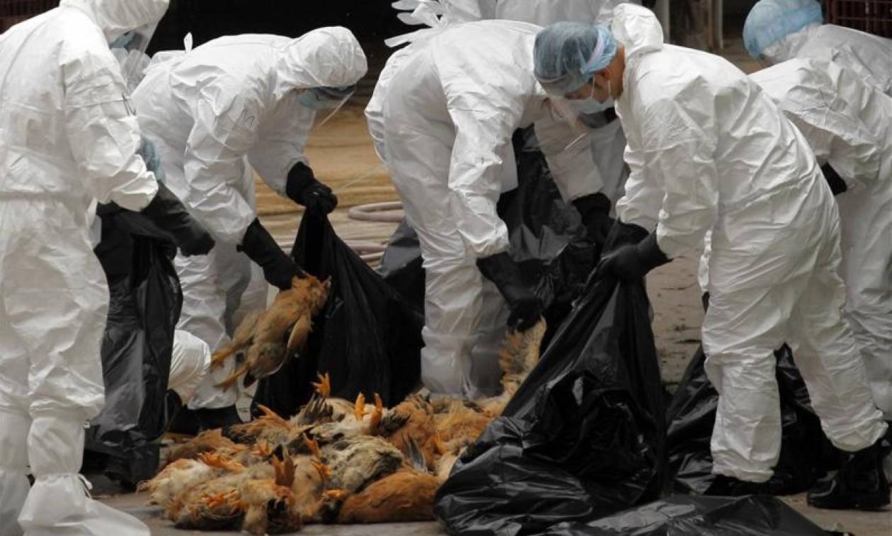 Μπουρκίνα Φάσο: Επέστρεψε ο εφιάλτης της γρίπης των πτηνών