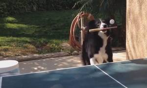 Eίναι σκύλος και παίζει πινγκ πονγκ (video)