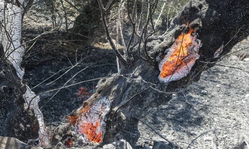 Χανιά: Πυρκαγιά σε δασική έκταση και καλλιέργειες