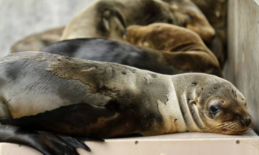 Ρεκόρ θαλάσσιων λιονταριών έχουν εξοκείλει λόγω έλλειψης τροφής