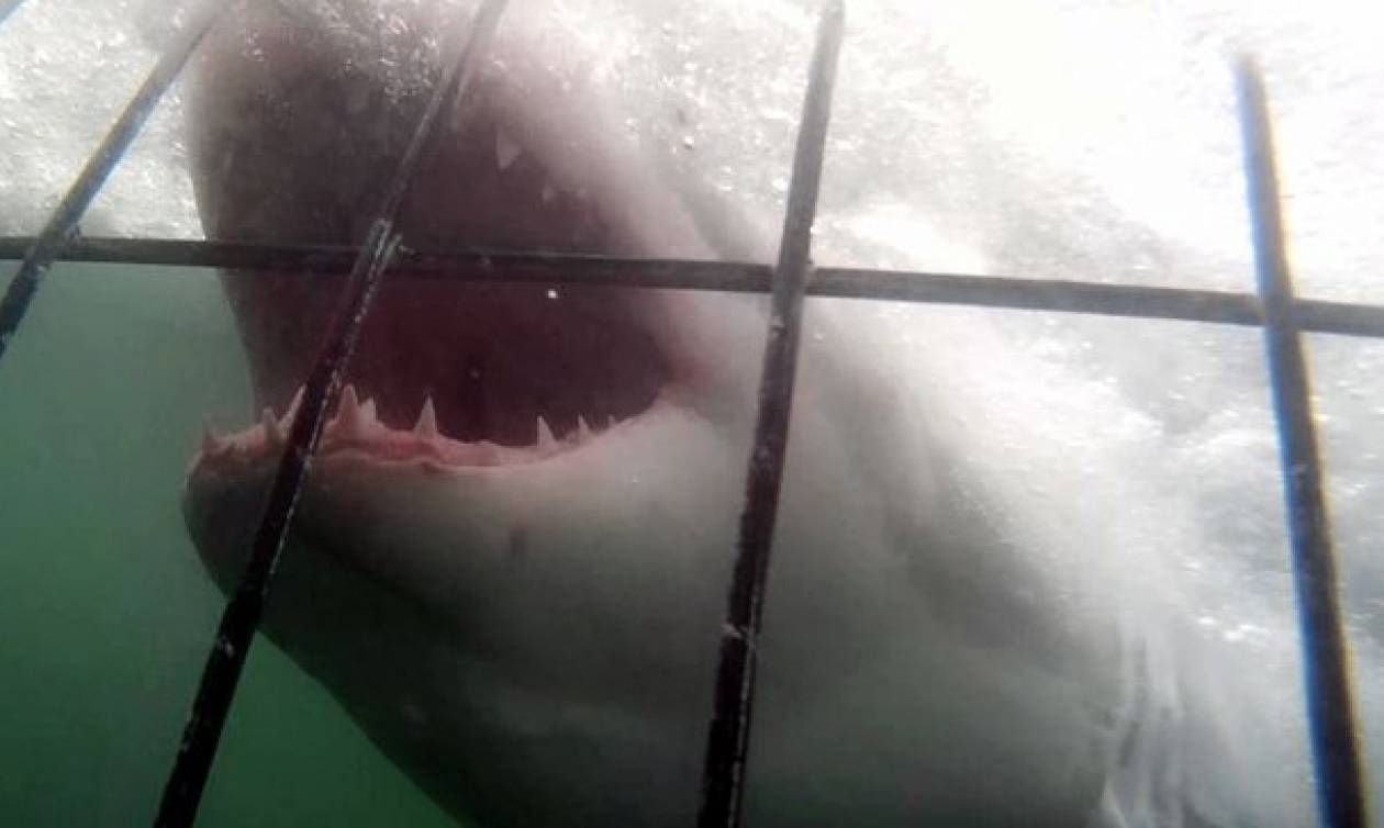 Νότια Αφρική: Πεινασμένος καρχαρίας επιτέθηκε σε δύτη! (video)