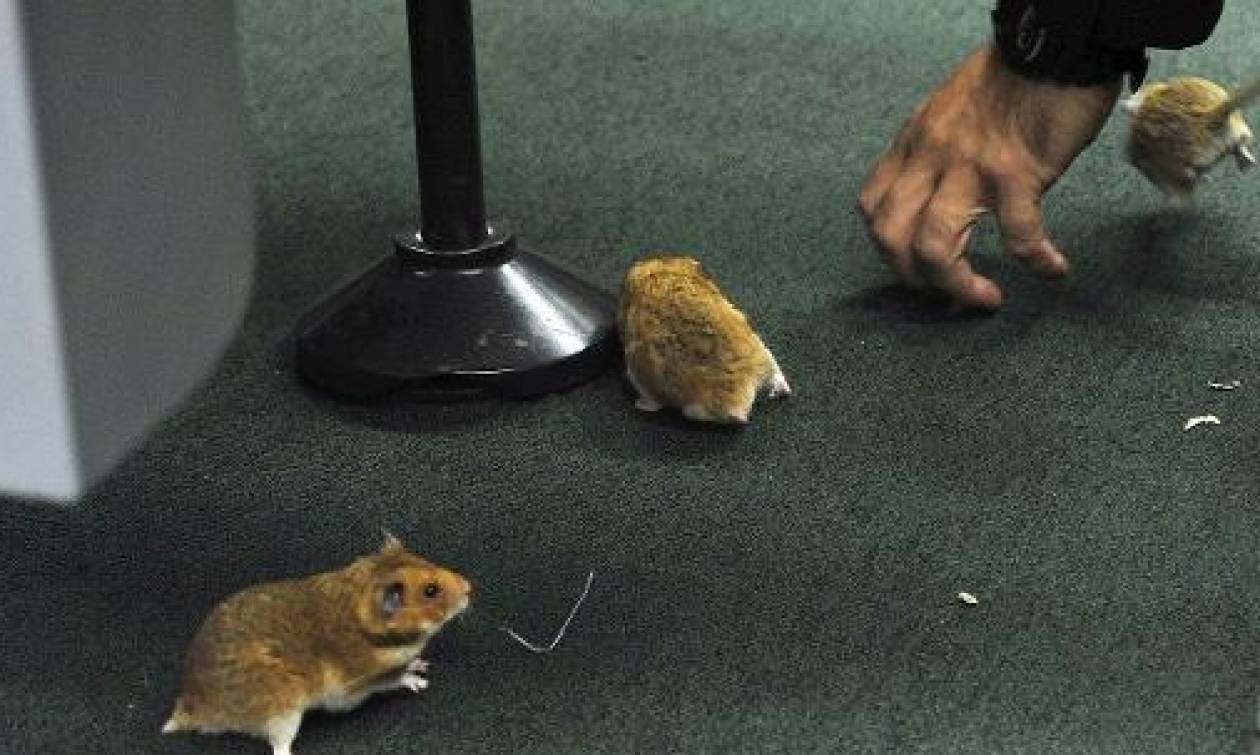 Βραζιλία: Σκηνές απείρου κάλλους μετά την «εισβολή» ποντικών σε συνεδρίαση της βουλής