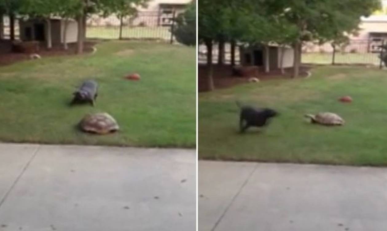 Η γρηγορότερη χελώνα της Ιστορίας κυνηγά… σκύλο! (video)
