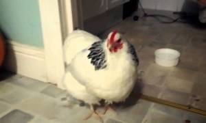 Έχετε ακούσει ποτέ κοτόπουλο να φτερνίζεται; (Video)