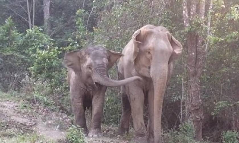 Η συγκινητική επανασύνδεση ελεφαντίνας με την κόρη της (video)