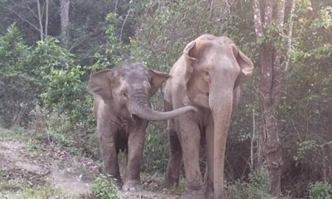 Η συγκινητική επανασύνδεση ελεφαντίνας με την κόρη της (video)