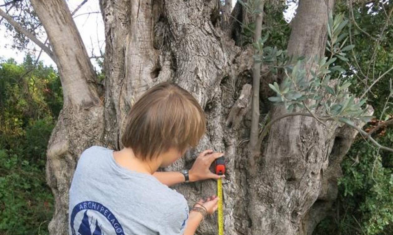 Αρχαία δέντρα του Αιγαίου: Μνημεία της φύσης