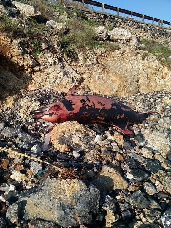 Χτυπημένο και νεκρό εντοπίστηκε δελφίνι σε παραλία του Ηρακλείου