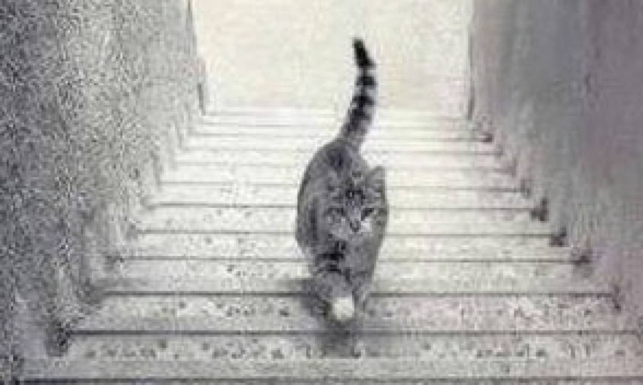 Ο νέος... απροσπέλαστος γρίφος του ίντερντετ: Mάντεψε πού πάει η γάτα (photo)