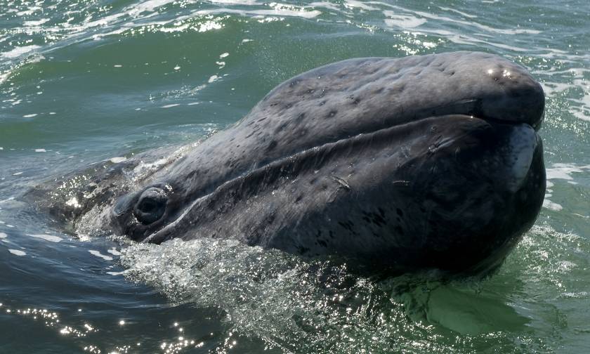 Η ακούραστη φάλαινα «Βαρβάρα» και το απίστευτο ρεκόρ μετανάστευσης