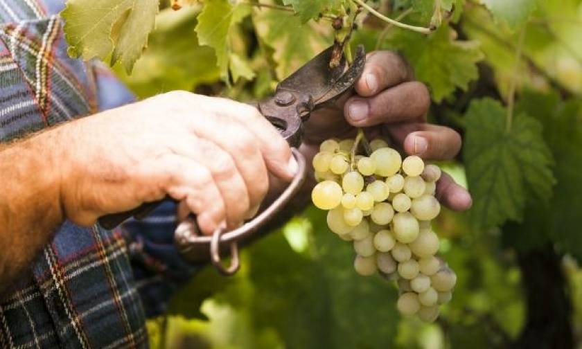 Υποχώρησε κατά 16,24% η παραγωγή οίνου την αμπελοοινική περίοδο