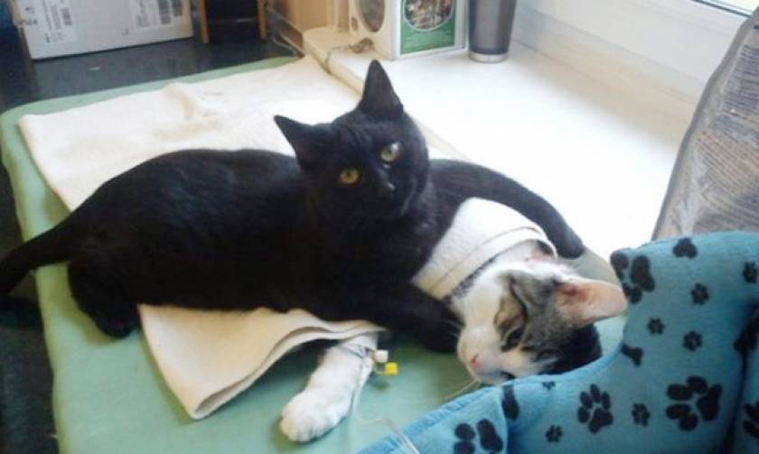 Ο μαύρος γάτος που κάνει το νοσοκόμο (photos)