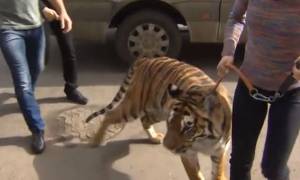 Ρωσία: Τίγρη επισκέφθηκε ανάπηρο αγοράκι στο νοσοκομείο! (video)
