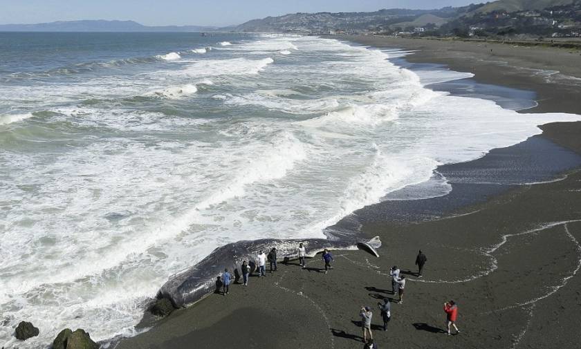 Τεράστια φάλαινα ξεβράστηκε στην Καλιφόρνια