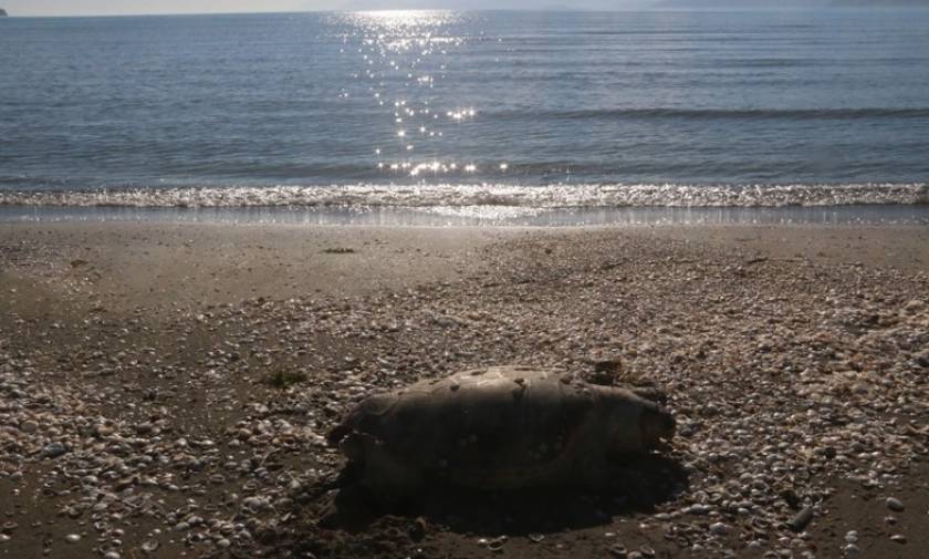 Κι άλλη νεκρή χελώνα ξεβράστηκε στην Κρήτη