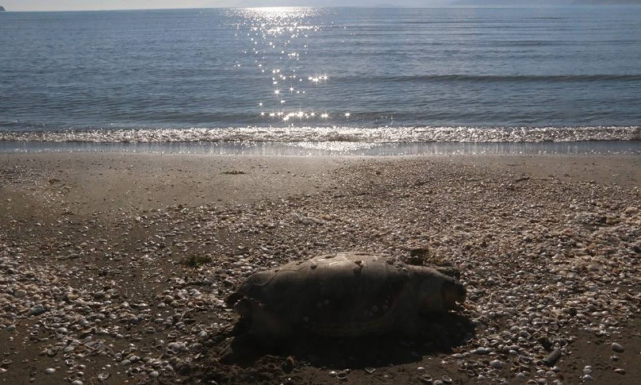 Κι άλλη νεκρή χελώνα ξεβράστηκε στην Κρήτη