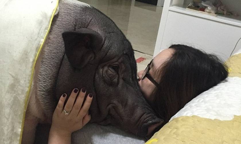 Κίνα: Κοιμάται με ένα γουρούνι και ο σύζυγος δείχνει κατανόηση