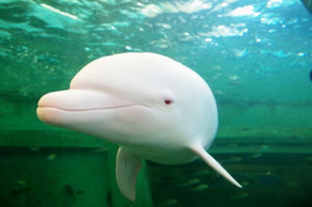 Albino Dolphin1