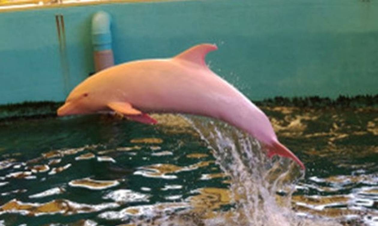 Ιαπωνία: Δελφίνι αλμπίνο γίνεται... ροζ όταν αλλάζει η διάθεσή του! (video)