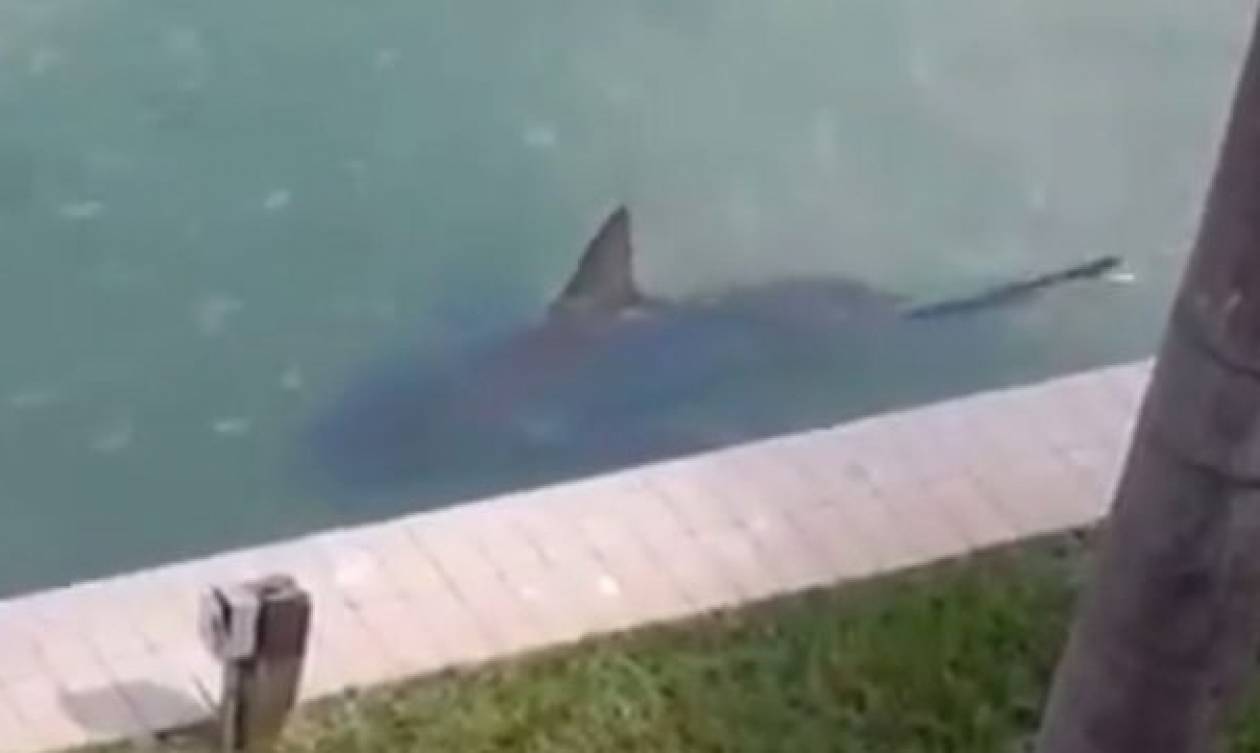 ΗΠΑ: Βρήκε έναν καρχαρία να κολυμπά στην αυλή της! (video)