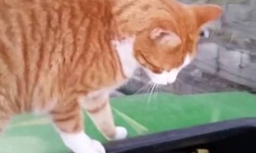 Σοκ: Κτηνίατρος φωτογραφίζεται περήφανα με τη γάτα που σκότωσε με τόξο
