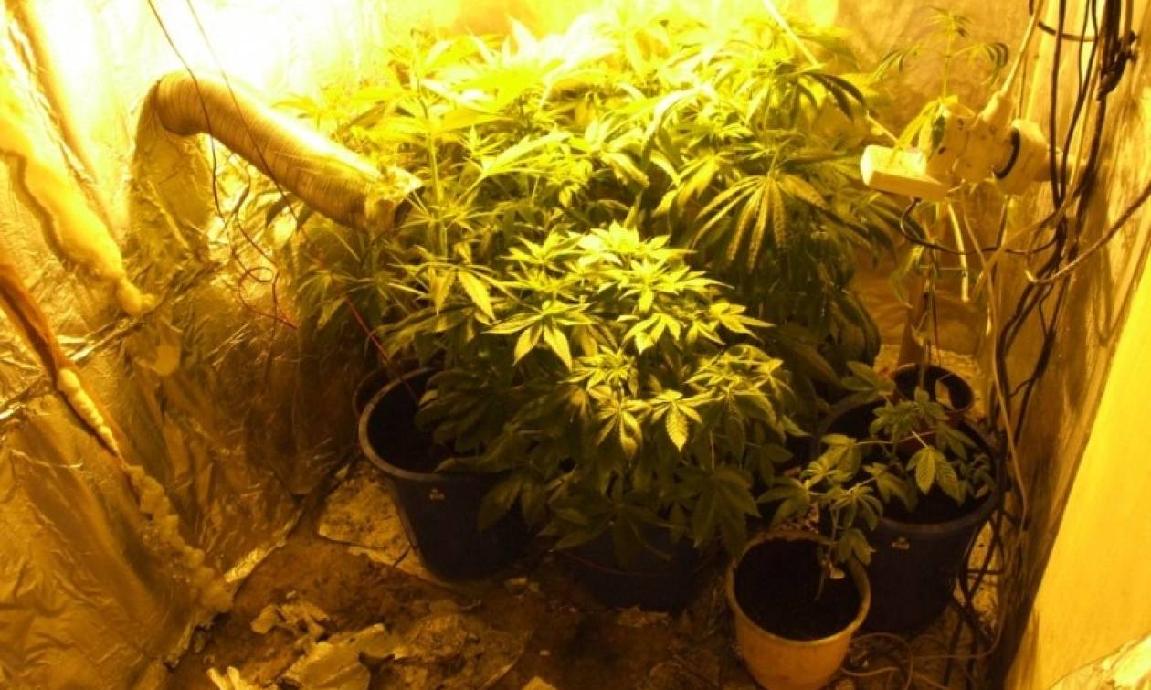 Αλεξανδρούπολη: Σύλληψη 40χρονου για καλλιέργεια φυτών κάνναβης