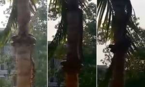 Πώς σκαρφαλώνει ένα φίδι στο δέντρο; Η απάντηση θα σας… τρομάξει! (video)