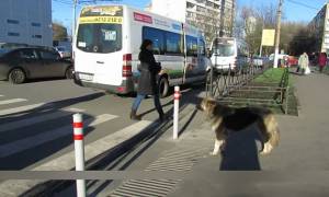 Τα ζώα στη Ρωσία ξέρουν από... δρόμους! (Video)