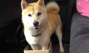 Επική φάρσα Κινέζου στο σκύλο του! (video)