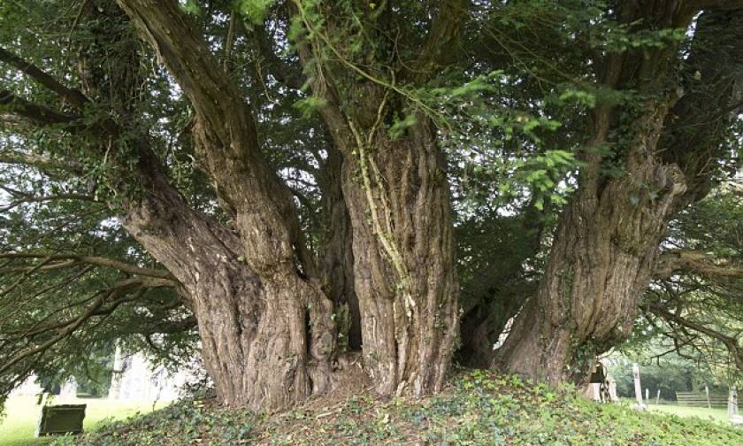 Κινδυνεύει το αρχαιότερο δέντρο της Βρετανίας