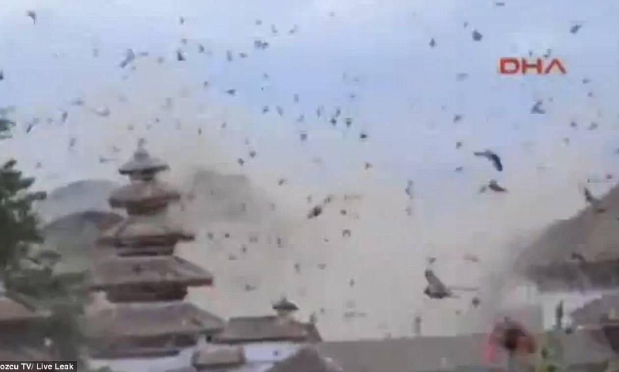 Νεπάλ: Η αντίδραση των πουλιών την ώρα του φονικού σεισμού (video)