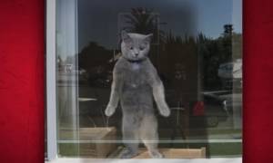 Ιron Cat για γερά νεύρα μόνο (video)