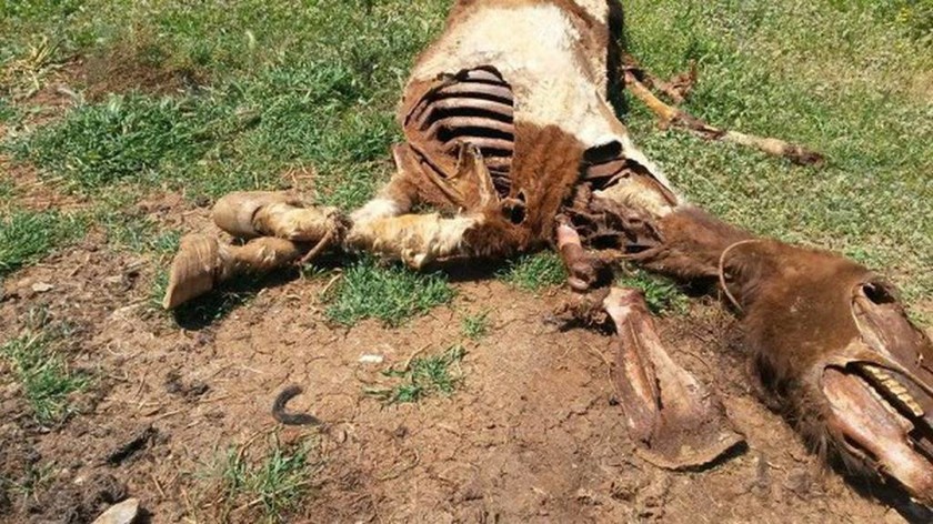 Προσοχή - Σκληρές εικόνες: Έδεσαν άλογα και τα άφησαν να πεθάνουν από ασιτία