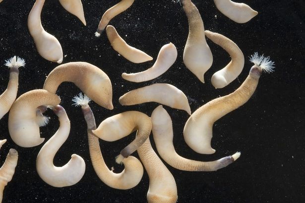 A cluster of a peanut worm