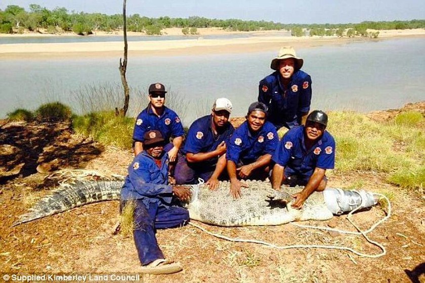 Αυστραλία: Έπιασαν τερατώδη κροκόδειλο 4.5 μέτρων (video & pics) 