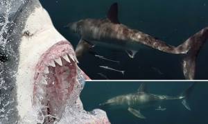 ΗΠΑ: Δείτε πώς ένας ψαράς έτρεψε σε φυγή επιθετικό καρχαρία! (video)