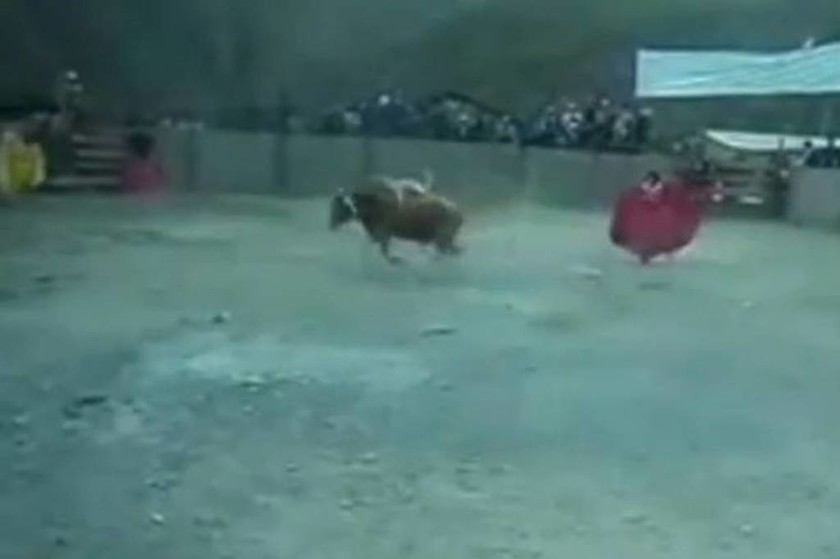 Αποκρουστικό βίντεο: Δένουν σκύλο στην πλάτη μαινόμενου ταύρου καταδικάζοντάς τον σε θάνατο! 