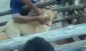 Αποκρουστικό βίντεο: Έδεσαν σκύλο στην πλάτη μαινόμενου ταύρου για να τον σκοτώσουν!