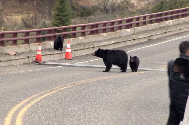 Bears chase tourists 1
