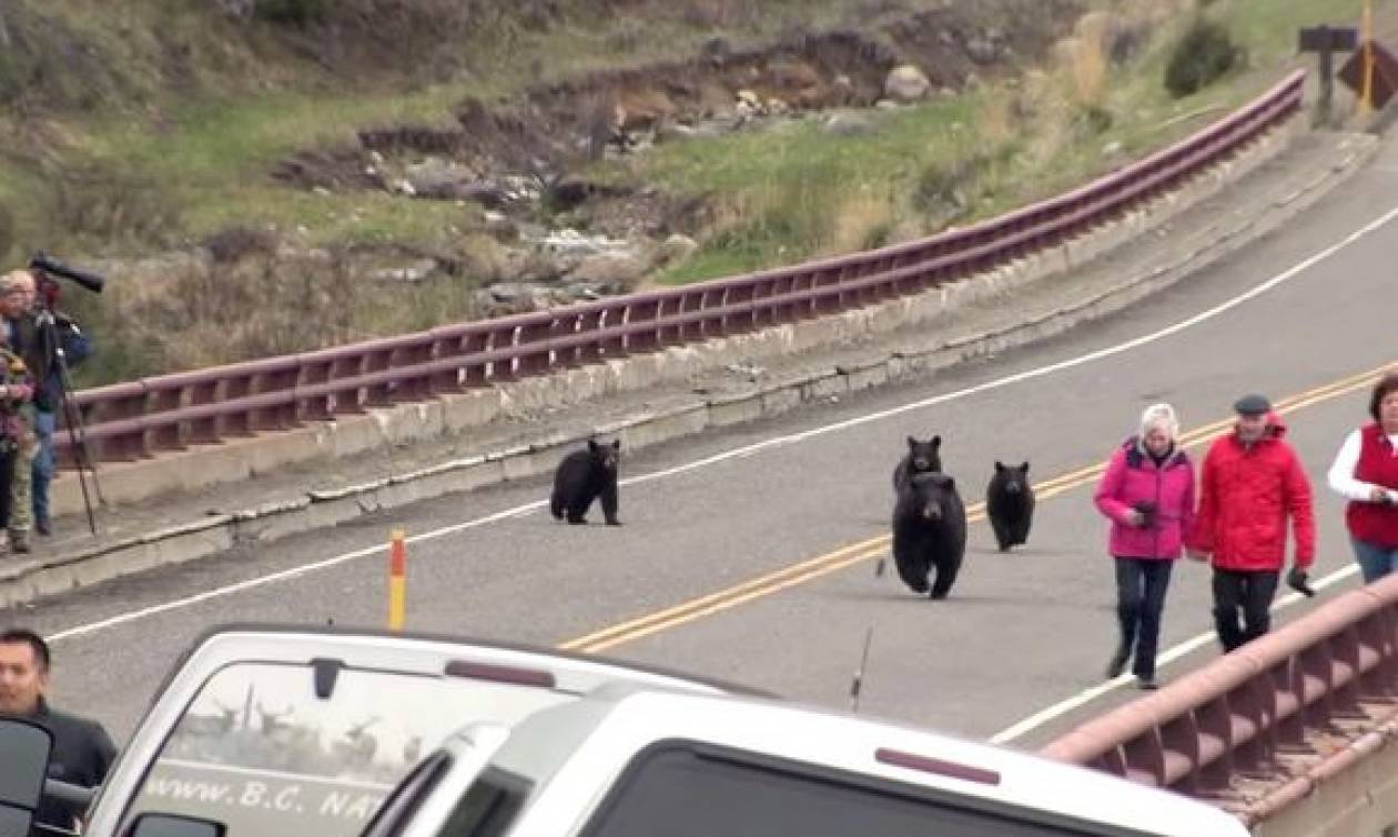 ΗΠΑ: Αρκούδες πήραν στο κυνήγι τουρίστες (video)