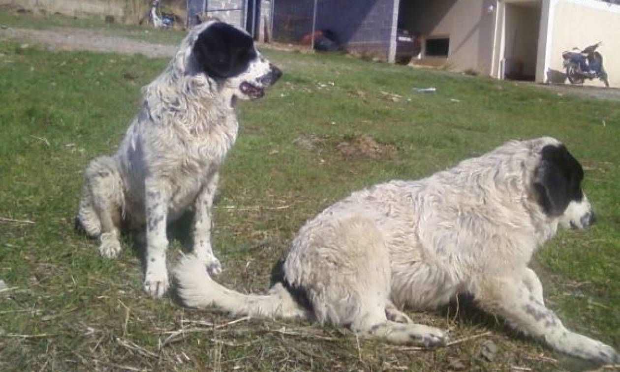 Ομαδική δηλητηρίαση 26 ποιμενικών σκύλων στην Ελασσόνα