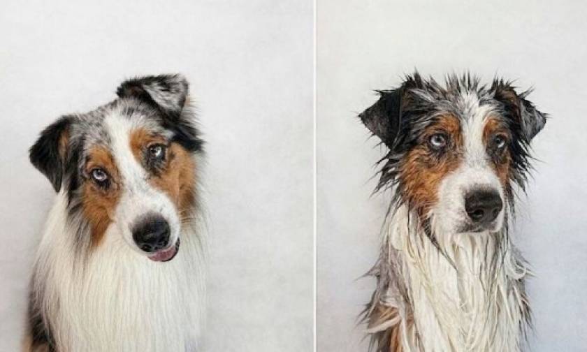 Αξιολάτρευτες φωτογραφίες σκυλιών πριν και μετά το μπάνιο τους