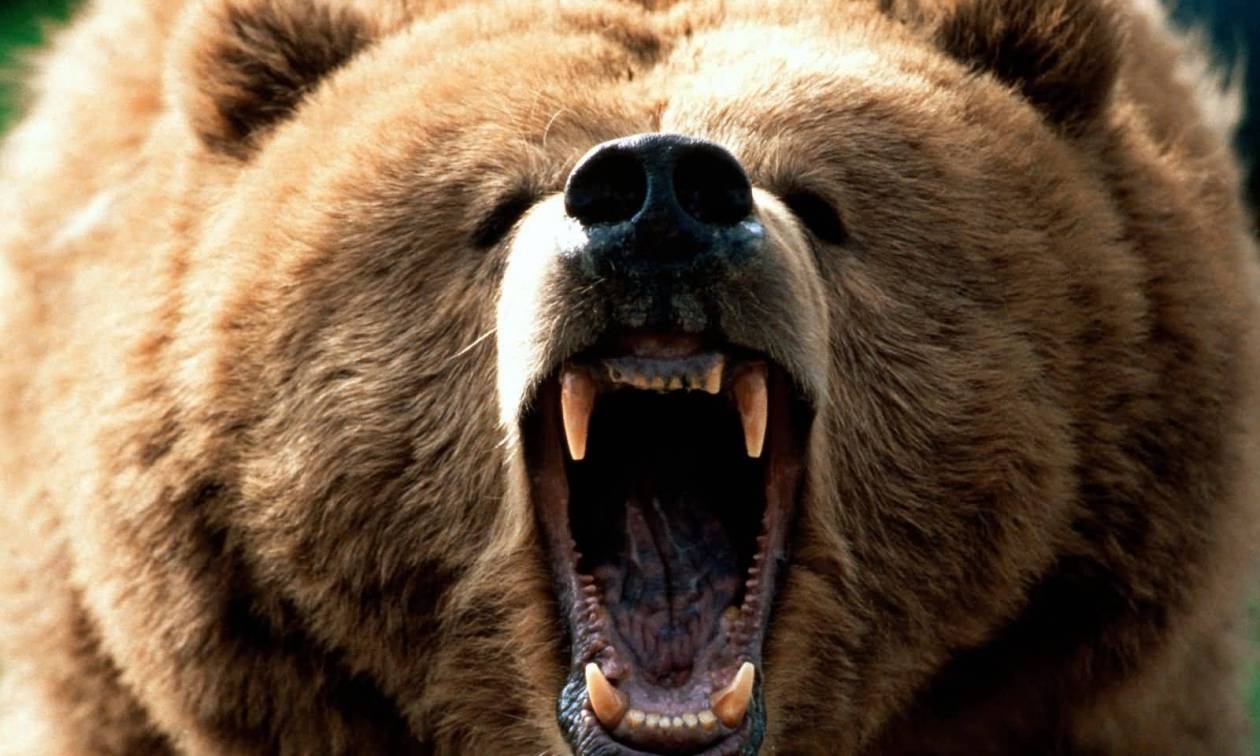 Εφιάλτης για μια 55χρονη: Αρκούδα την έθαψε ζωντανή για να τη φάει αργότερα (photos)