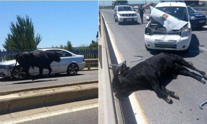 Ισπανία: Ο ταύρος το έσκασε – 11 τραυματίες (video)