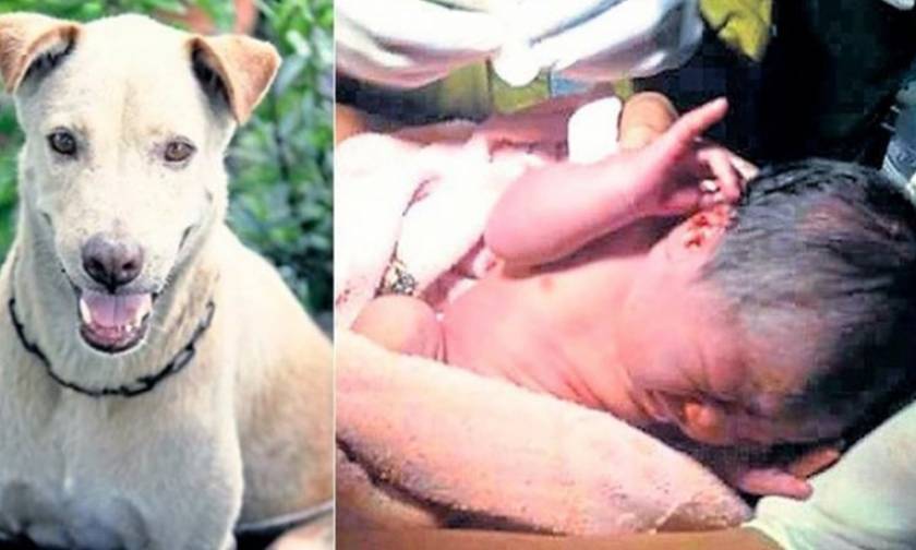 Η συγκινητική ιστορία του αδέσποτου σκύλου που έσωσε νεογέννητο βρέφος