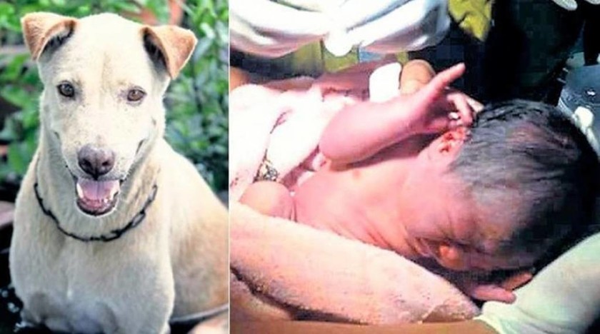 Η συγκινητική ιστορία του αδέσποτου σκύλου που έσωσε νεογέννητο βρέφος