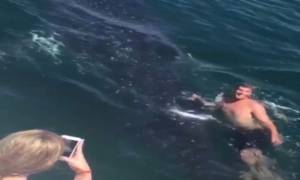ΗΠΑ: Αγόρι κολύμπησε πάνω σε έναν επικίνδυνο καρχαρία-φάλαινα! (video)
